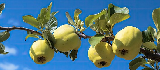 Fototapete - Ripening quince fruit on a green branch against a bright blue sky with soft clouds providing ample empty space for text or overlay usage.