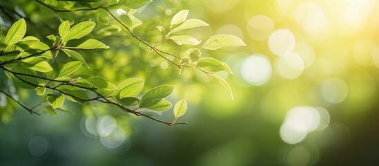 Aufkleber - Vibrant green foliage with soft sunlight creating a bokeh effect in the background, ideal for copy space and nature-themed designs.