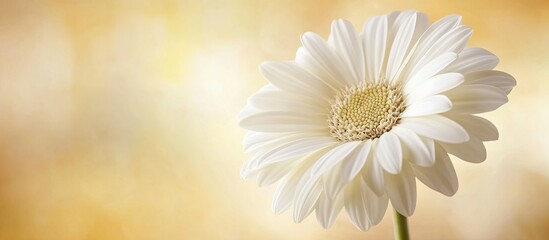 Aufkleber - Delicate white flower stands alone on the right with a soft blurred golden background highlighting its elegance and natural beauty.