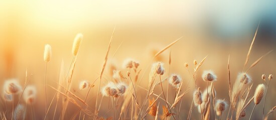 Leinwandbilder - Soft morning sunlight illuminates a wild meadow with golden grass and soft white blooms, creating a serene nature concept with ample copy space.