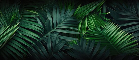 Wall Mural - lush green palm leaves create a rich textured backdrop with dark tones and ample copy space in the c