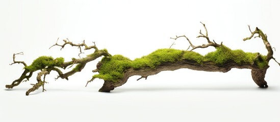 Poster - Moss covered old branch with fresh green moss on a twisted brown surface isolated on a white background side view highlighting texture and color
