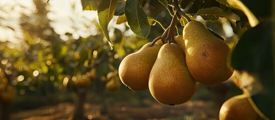 Poster - Golden pears hanging from a lush green tree branch bathed in warm evening light, representing the beauty of organic farming practices.