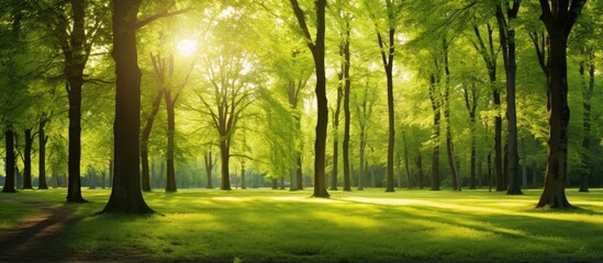 Aufkleber - Lush green forest panorama with sunlight filtering through tall trees illuminating the vibrant foliage and soft grassy floor in a serene landscape