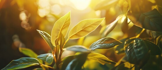Poster - Vibrant green leaves illuminated by warm yellow sunlight glowing through a garden setting with soft sunlight flares creating a serene ambiance