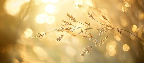 Aufkleber - Golden sunlit background with soft bokeh featuring delicate dry grass in the foreground creating a serene and dreamy atmosphere.