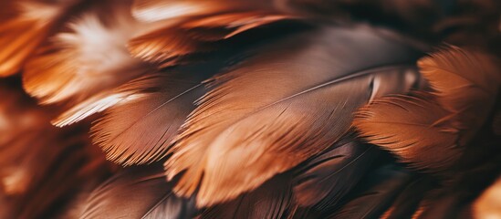 Poster - Textured warm brown chicken feathers in close-up, showcasing rich depth and softness, with natural variations highlighting a rustic aesthetic.