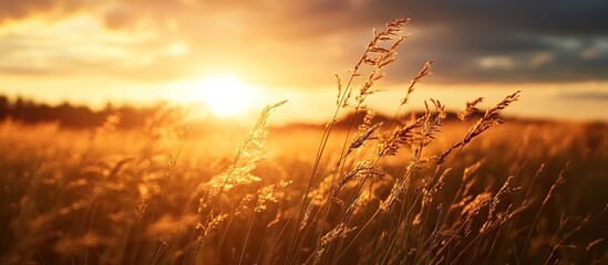Wall Mural - Golden hour landscape capturing warm golden sunlight illuminating tall grass in a serene field with dramatic clouds in the background.