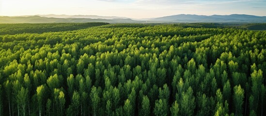 Wall Mural - Aerial view of lush green aspen tree forest in summer at sunset with soft golden light illuminating vibrant foliage and distant mountains.