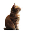 © Anha - Ginger kitten sitting profile view black background adorable pet animal portrait