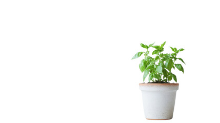 Wall Mural - Flower in pot on transparent background