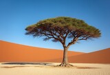 Typical african lone acacia tree with Namib desert - Namibia, South Africa