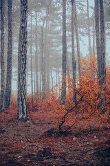 Wall Mural - morning forest in the mist