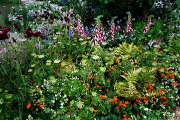 Wall Mural - Flower border with mixed planting of Foxgloves and Ferns