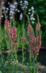 Wall Mural - Pink Verbascum   in close up