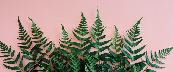 Wall Mural - Fern fronds overlapping each other on a plain pastel pink background