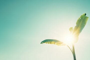 banana leaf bright sun in clear sky