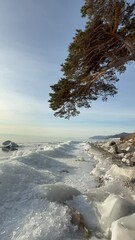 Wall Mural - Vertical video of Baikal Lake in January morning. Scenic landscape with spreading pine tree on rocky shore and white ice floes at water on sunny frosty day. Panoramic view. Winter travels and outdoors