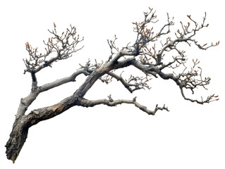 Isolated Bare Tree Branch with Buds