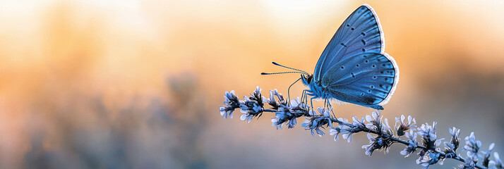 Leinwandbilder - A butterfly perched on a delicate wildflower in a meadow,