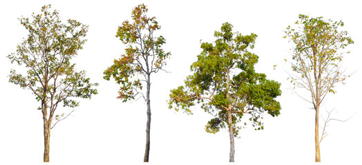Poster - PNG high quality collection tree transparent background, easy to drag and drop