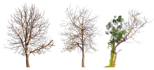 Poster - PNG death tree or leafless tree PNG transparent background, easy to crag and drop, removed original background