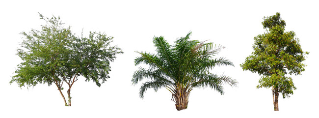 Poster - PNG high quality collection tree transparent background, easy to drag and drop