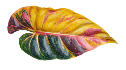 Wall Mural - Colorful tropical leaf  on transparent background