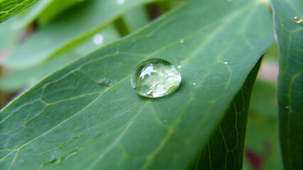 Wall Mural - Rain water drop on green leaf closeup natural background