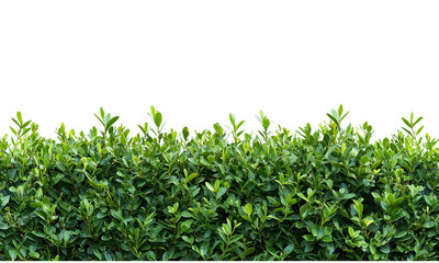 Boxwood Lush green hedge creating a striking visual contrast. isolated on white background and transparent background.