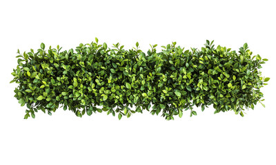 Boxwood Lush green foliage arranged in a horizontal strip isolated on white background and transparent background.