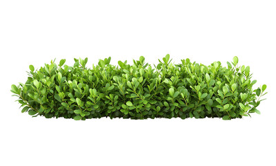 Boxwood Lush green foliage arranged in a horizontal line isolated on white background and transparent background.