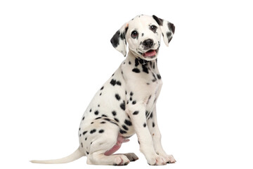 Wall Mural - dalmatian puppy sitting looking at the camera isolated on transparent background png