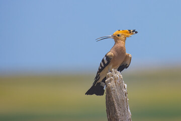 Wall Mural - Eurasian Hoopoe sitting on a dead tree