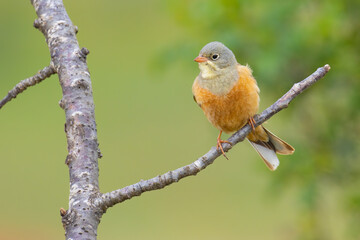 Wall Mural - Ortolan Bunting on a branch