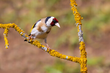 Wall Mural - European Goldfinch on a branch