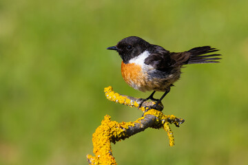 Wall Mural - European Stonechat on a branch