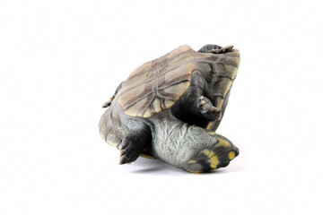 Wall Mural - clown turtle 