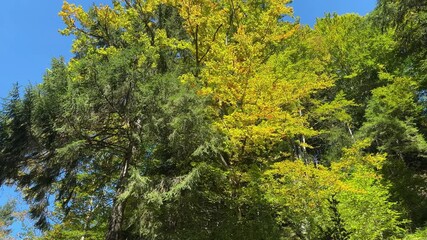 Wall Mural - Different trees on a mountain slope at autumn sunny day