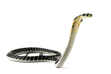 Wall Mural - baby king cobra on isolated background, king cobra snake 