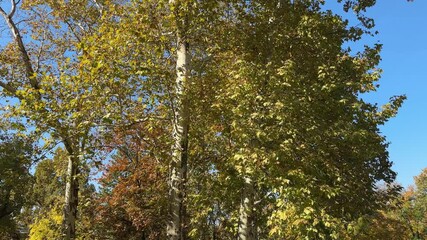 Wall Mural - Old platanus trees in autumn city park in sunny day