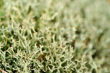 Close-up view of delicate moss thriving in a natural setting during daytime exploration of a green habitat