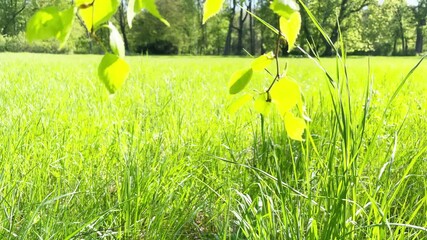 Wall Mural - green leaves on wind with green sunny grass on green field. 4k video clip