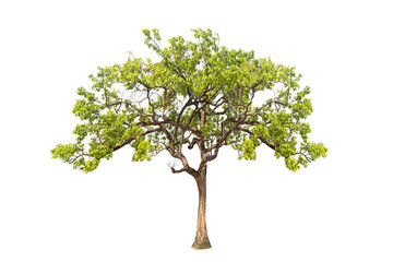 Wall Mural - Green tree isolated on transparent background with clipping path, single tree with clipping path and alpha channel. are Forest and foliage in summer for both printing and web pages.