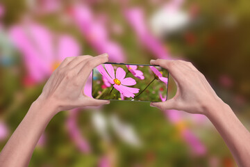 Wall Mural - Plant identifier application. Woman taking photo of flowers outdoors, closeup