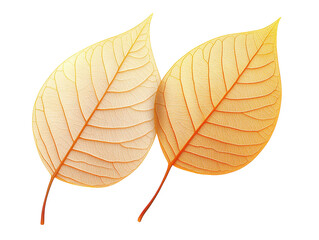 Wall Mural - Two leaves in isolated splendor, a study of contrast against dark background two