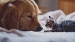 © erlinda - Dog and kitten resting on bed, indoor scene, friendship