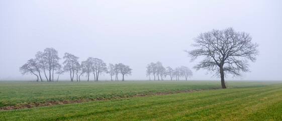 Wall Mural - green grassy meadow and silhouettes of trees in morning mist