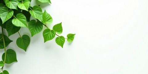 Aufkleber - Vibrant Green Heart-Shaped Leaves on a Pristine White Background, Perfect for Natural Designs and Eco-Friendly Projects