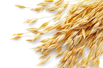 Wall Mural - Ears of golden wheat isolated on white background.